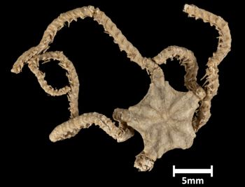 Media type: image;   Invertebrate Zoology OPH-2824 Description: Top of brittle star with a view of the disc.;  Aspect: dorsal